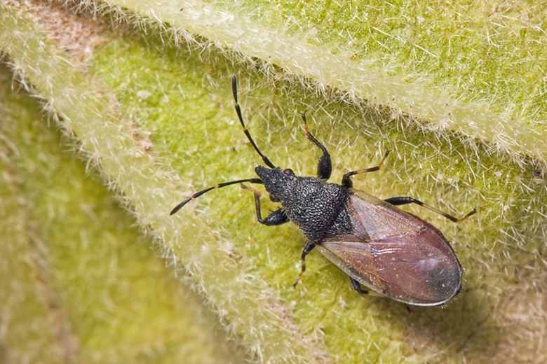 Lygaidae: Oxycarenus hyalinipennis di Malta